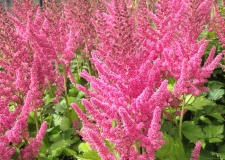 AStilbe 'Visions in Pink' (P)