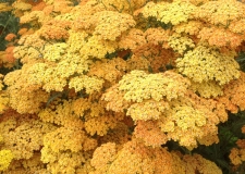 Achillea 'Terracotta'