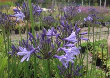 Agapanthus 'Blue Triumphator' (P)