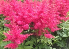 Astilbe 'Drum _ Bass' (P)