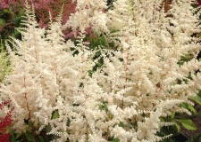 Astilbe 'Elle' (P)