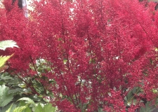 Astilbe 'Montgomery'