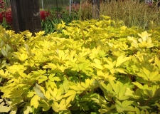 Dicentra 'Gold Heart' (P)