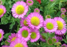 Erigeron 'Sea Breeze' (VR)