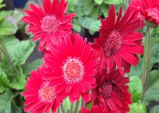 Gerbera Garvinea 'Fleurie' (P)