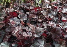 Heuchera 'Obsidian' (P)