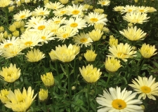 Leucanthemum 'Banana Cream' (P)