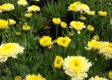 Leucanthemum 'Luna' (P)