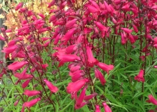 Penstemon 'Garnet'