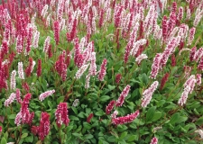 Persicaria affinis 'Superba'