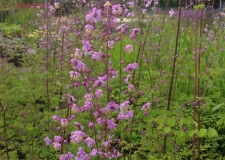 Thalictrum delavayi