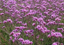 Verbena 'Lollipop' (P)