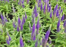 Veronica 'Ulster Dwarf Blue'