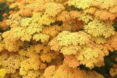 Achillea 'Terracotta'