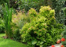 Escallonia 'Gold Brian'