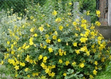 Hypericum 'Hidcote'