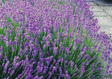 Lavandula 'Munstead'