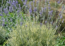Lavandula 'Platinum Blonde'