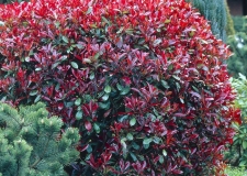 Photinia 'Red Robin'