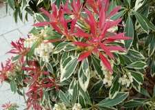 Pieris 'Flaming Silver'