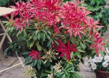 Pieris 'Forest Flame'