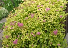 Spirea 'Goldmound'