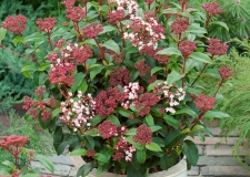 Viburnum tinus