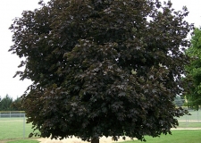 Acer 'Crimson King' Photo by David J. Stang, CC BY-SA 4.0 , via Wikimedia Commons