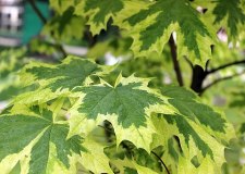 Acer-Drummondii_02