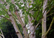 Betula 'Jacquemontii' Bark