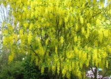 Laburnum 'Vossii'