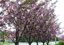 Prunus 'Kanzan'