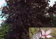 Prunus cerasifera 'Nigra'