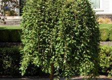 Salix caprea pendula